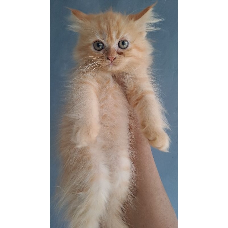 Anak kucing anggora/ kitten Persia jantan /kucing Persia flatnose jantan
