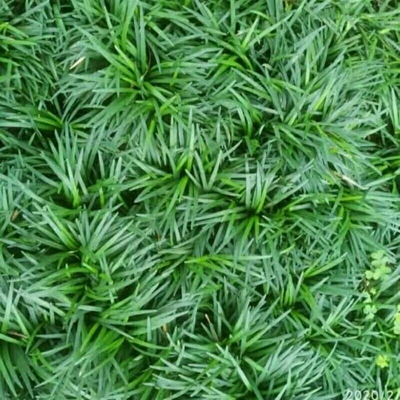 Tanaman Kucai bangkok Rumput kucai mini 2kg