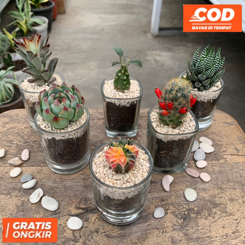 COD mini terarium kaktus 5 cm