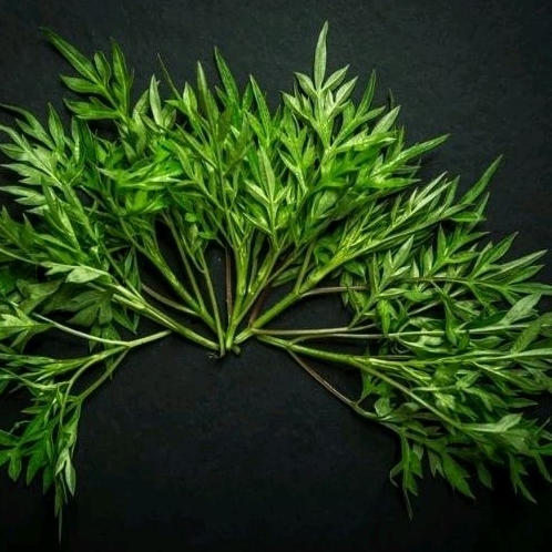 

Daun lalapan Daun Kenikir ( Raja Midang ) 100 gram