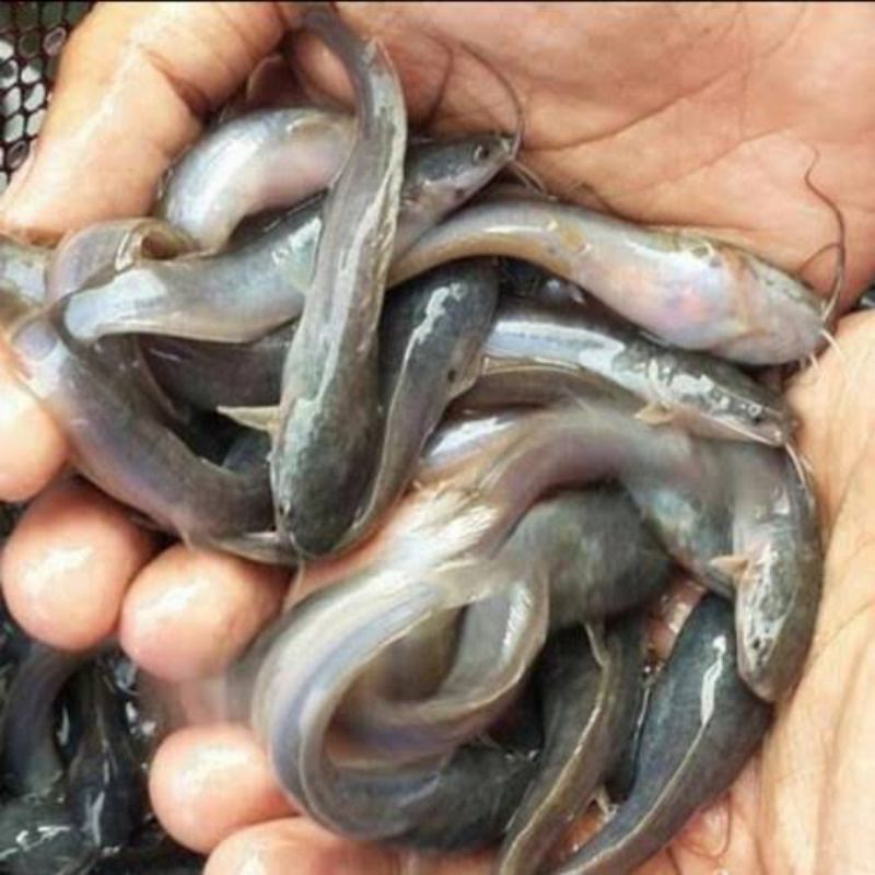 bibit lele MUTIARA isi 50 bergaransi