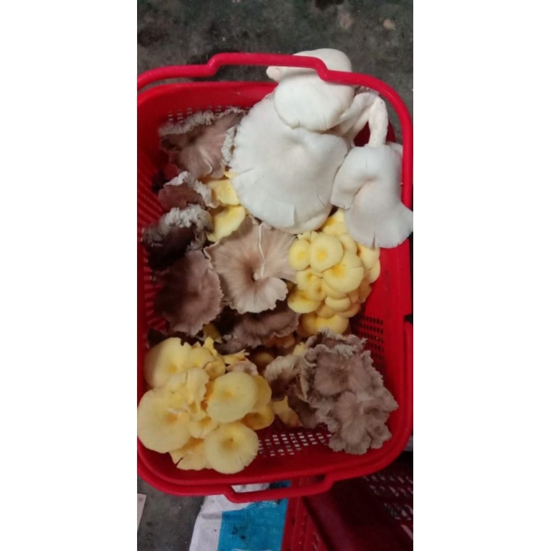 bibit jamur,segala jenis jamur