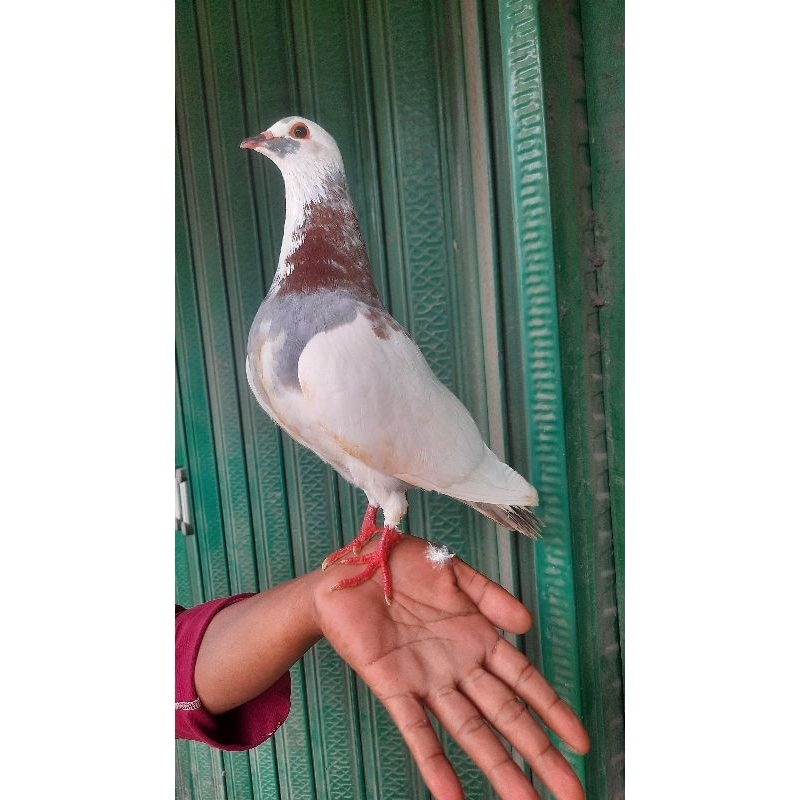 MERPATI BURUNG DARA HIDUP BAHAN KOLONG TINGGIAN GIRINGAN PER 1PASANG MERPATI PEKALONGAN