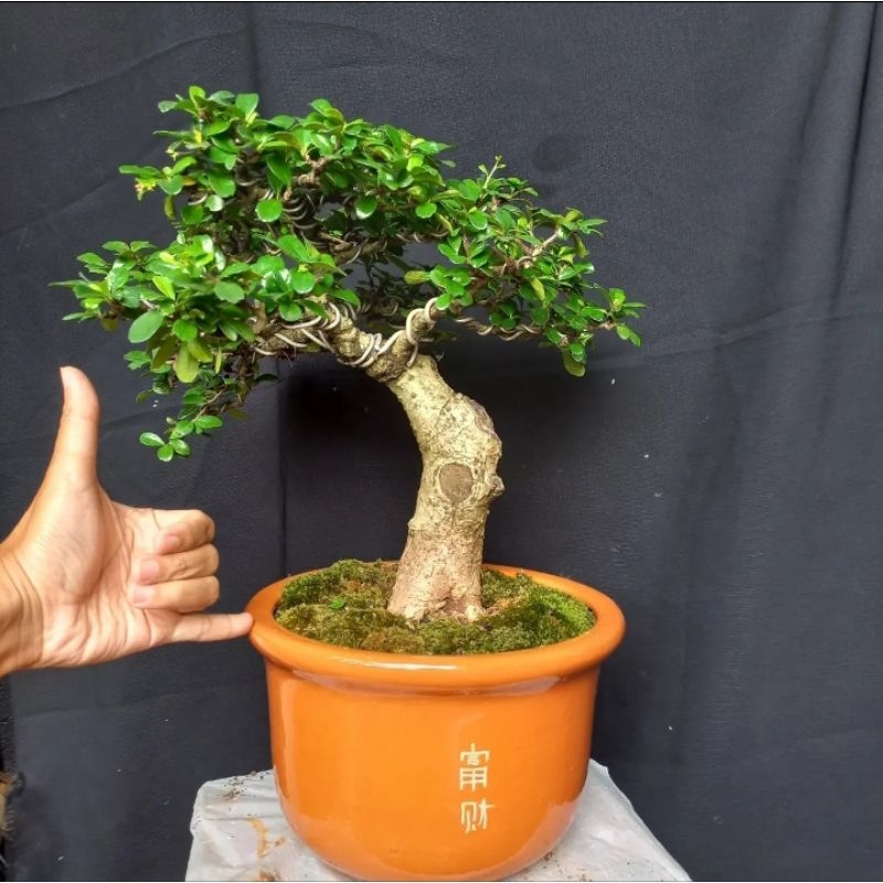 bonsai hokianti bunga