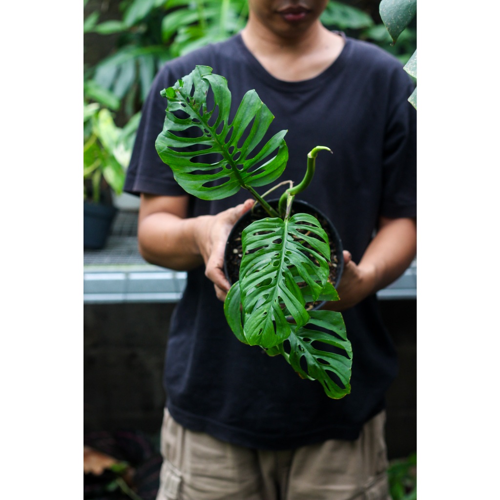 Monstera Blanchetii Tanaman Hias