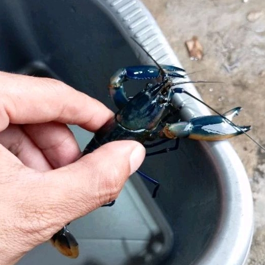 Crayfish Bosemani Tricolour Green Wild - Cherax Bosemani Tricolour Green Wild