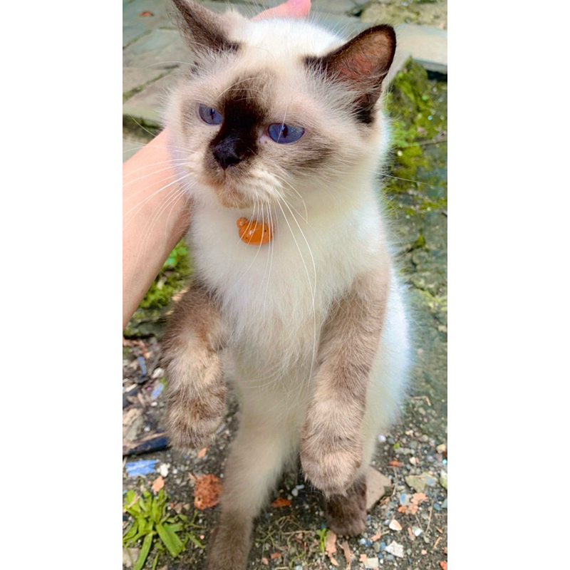 Kucing Himalaya Mata Biru