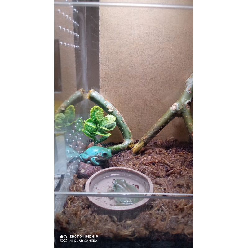 mainan DUMPY FROG BLUE