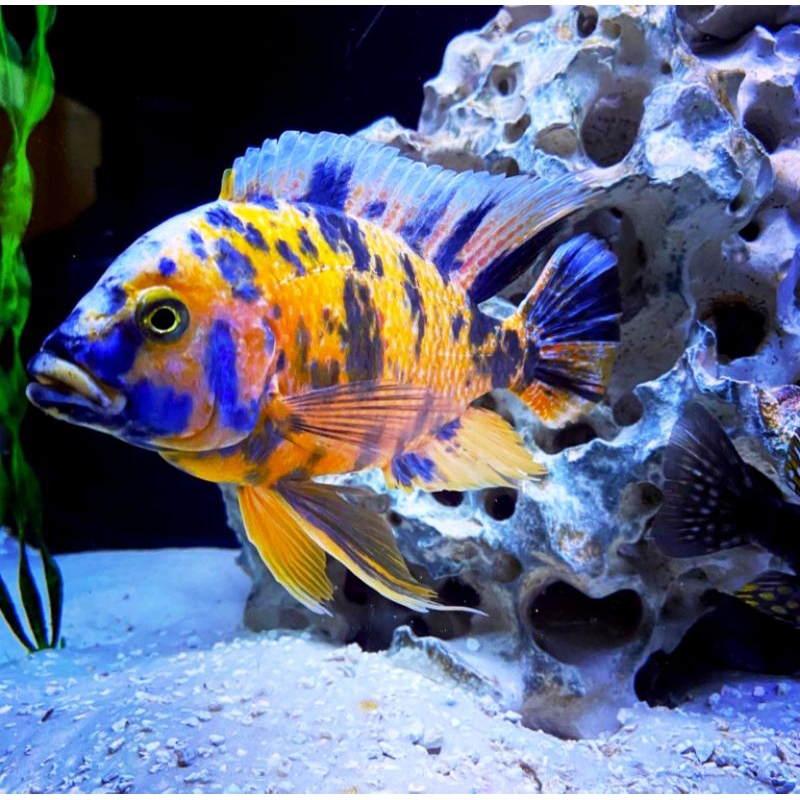ob peacock cichlid