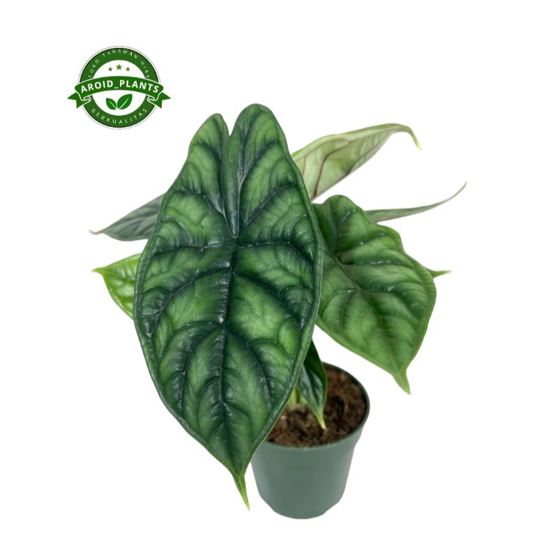 Tanaman Hias Alocasia Dragon Scale - Alocasia Dragon Scale