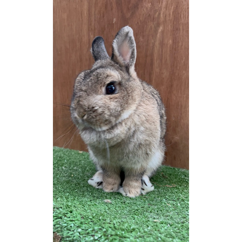 Brood Quality Netherland Dwarf Kelinci Mini