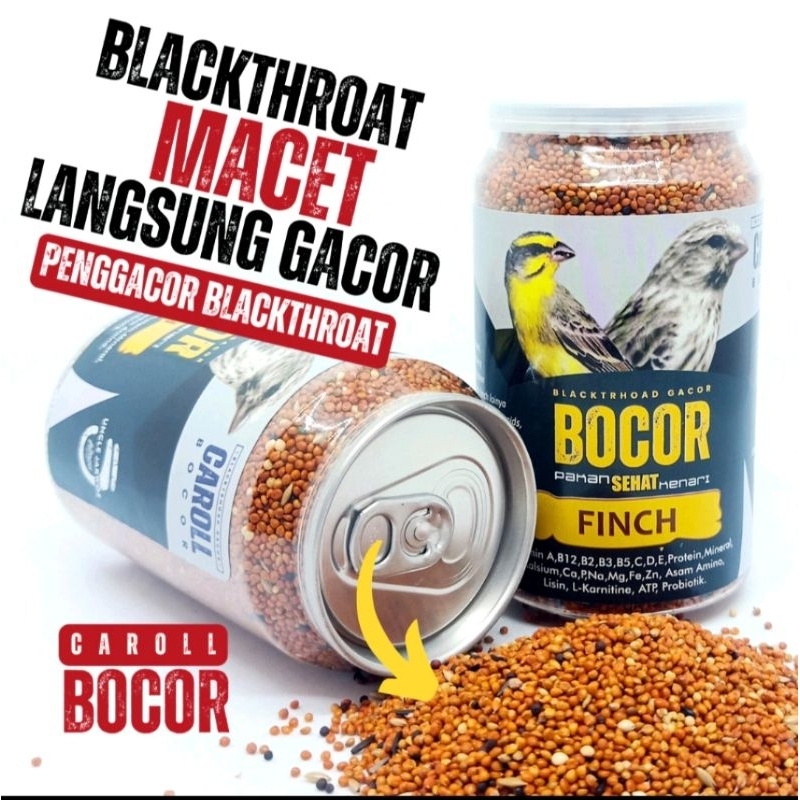 BOCOR CAROLL BLACKTROOTH SANGER MACET LANGSUNG GACOR