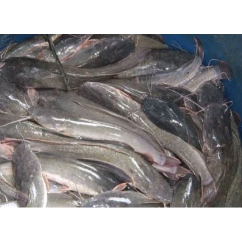 

WAJIB BACA DESKRIPSI / 500G IKAN LELE HIDUP