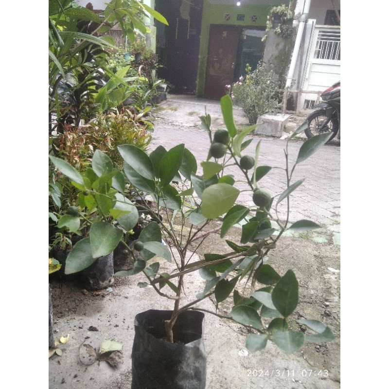 

jeruk santang madu