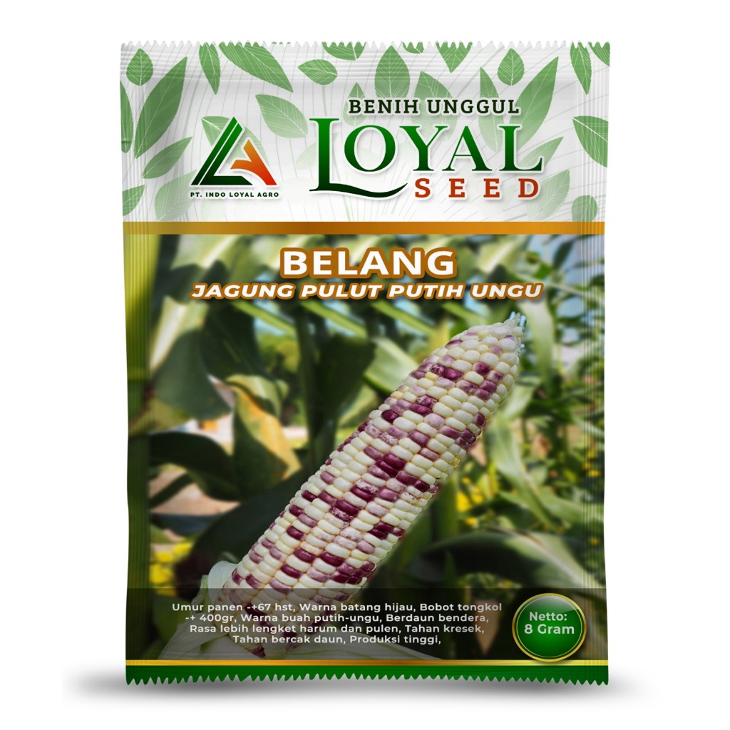 BENIH JAGUNG PULUT PUTIH UNGU / BIBIT JAGUNG PULUT BELANG CAP LOYAL SEED KEMASAN 8 GRAM BENIH BERMUT