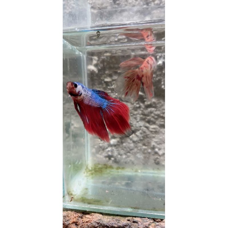 Cupang Veiltail Fancy