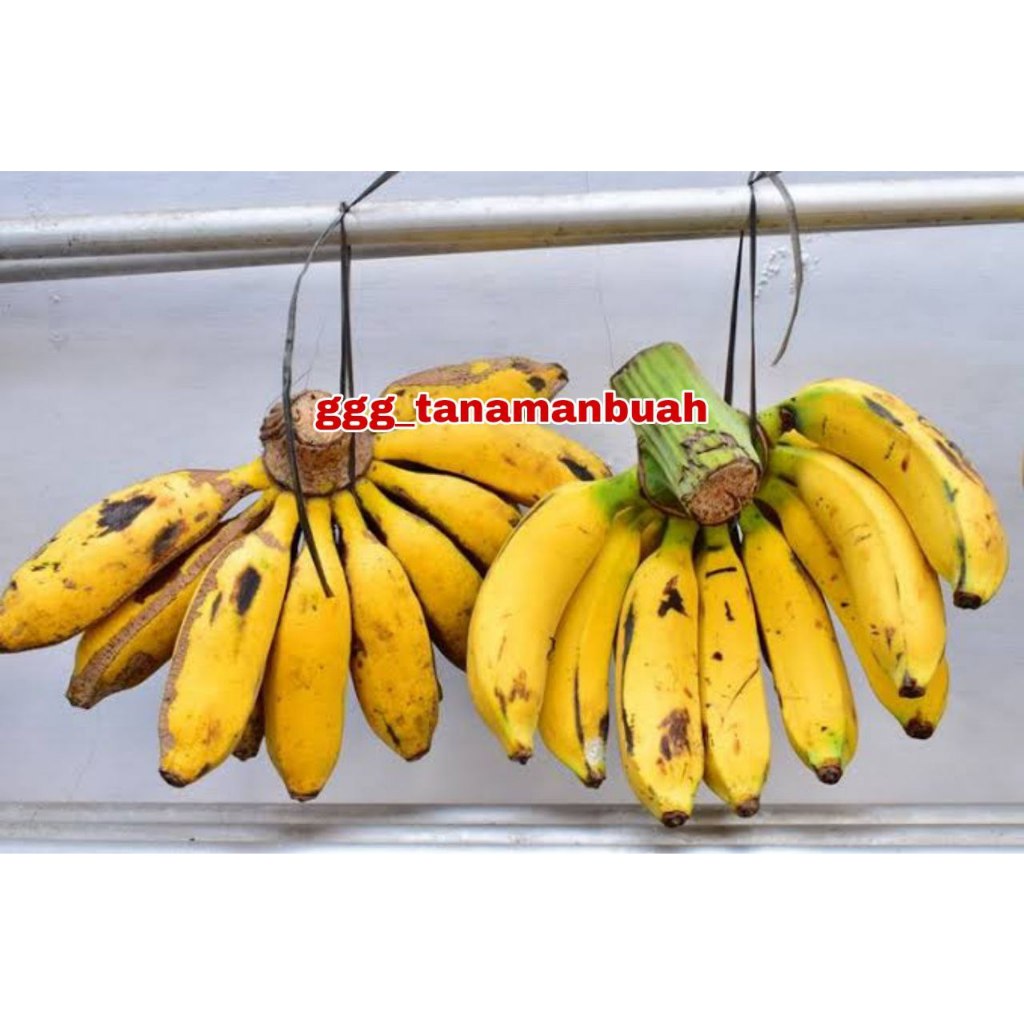 Bibit Pisang Raja Uli Batang Besar Siap Berbuah
