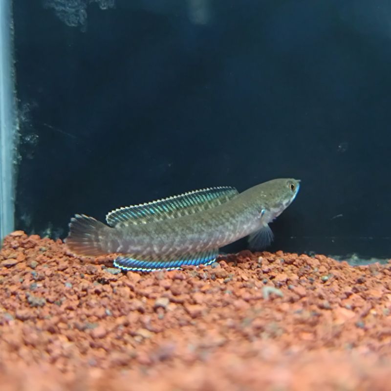 Baby Andrao Size 4Cm Sortiran Singel Tank