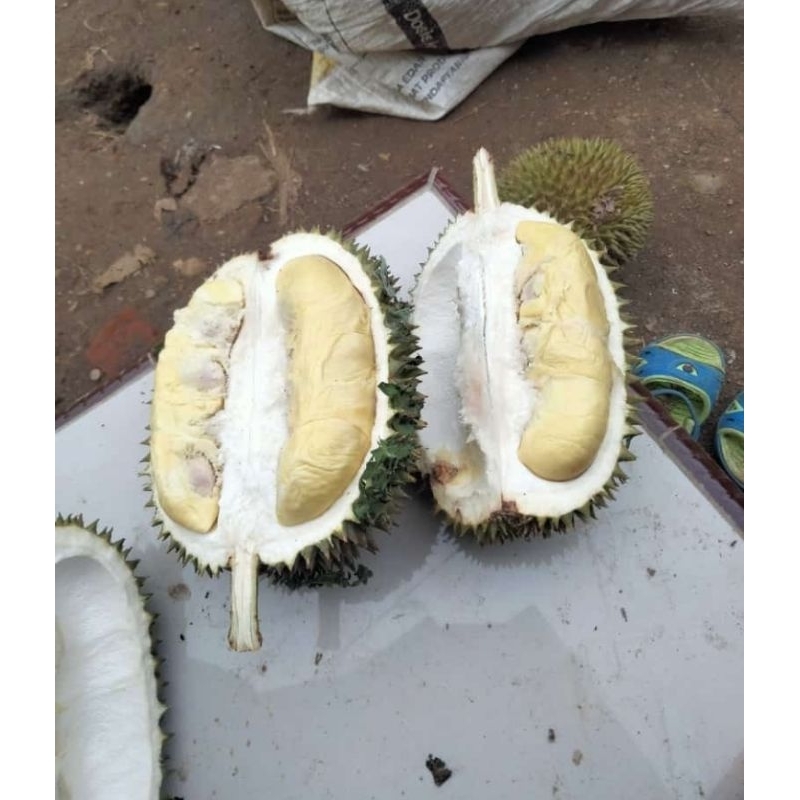 

durian lokal