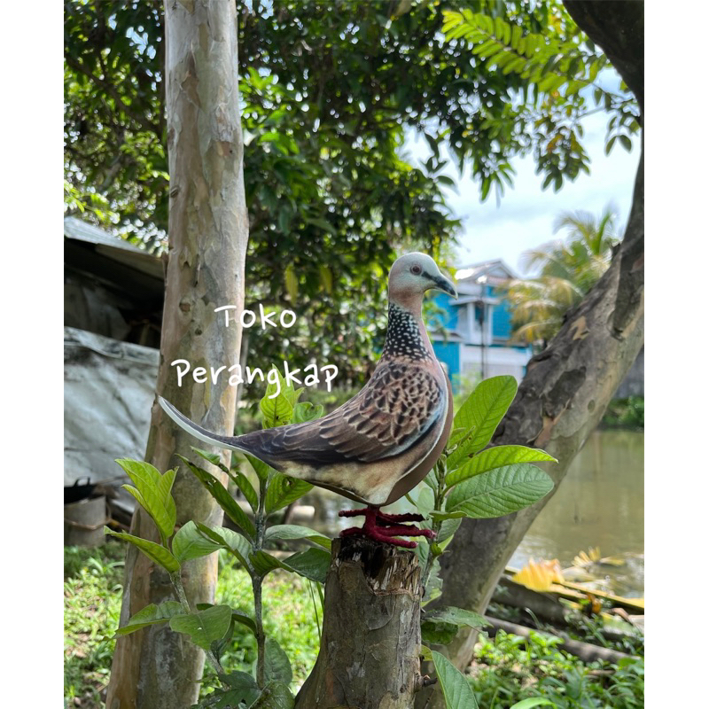 ( Toko Perangkap ) Patung Burung Tekukur