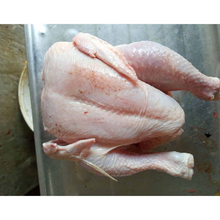 

OWC215 Stok terbaru ayam broiler uk 8gram ayam broilerayam potongayam murah
