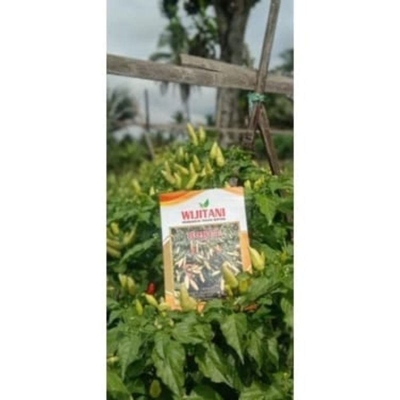 100 Benih Cabe Rawit ROKET . by Wijitani
