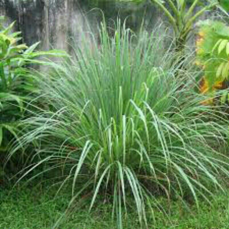 

daun serai perbatang langsung dari kebun