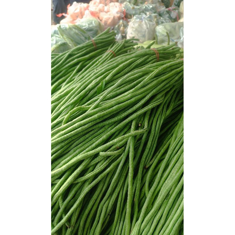 

Sayur Kacang Panjang Segar Sayur Pontianak
