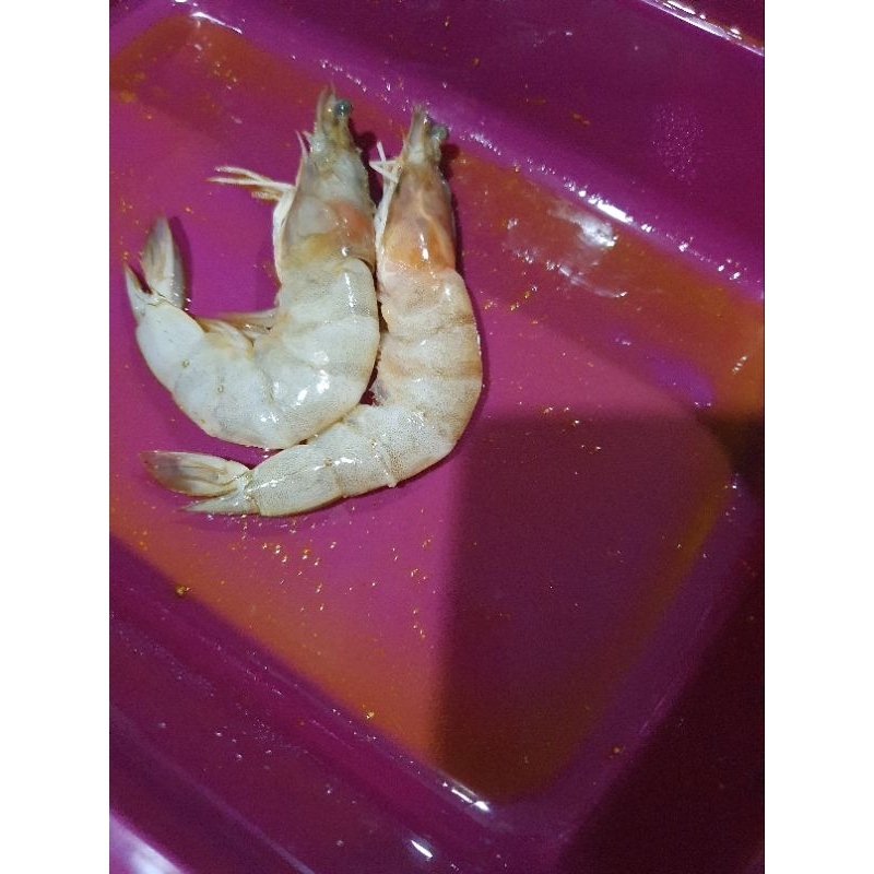 

Udang Jumbo