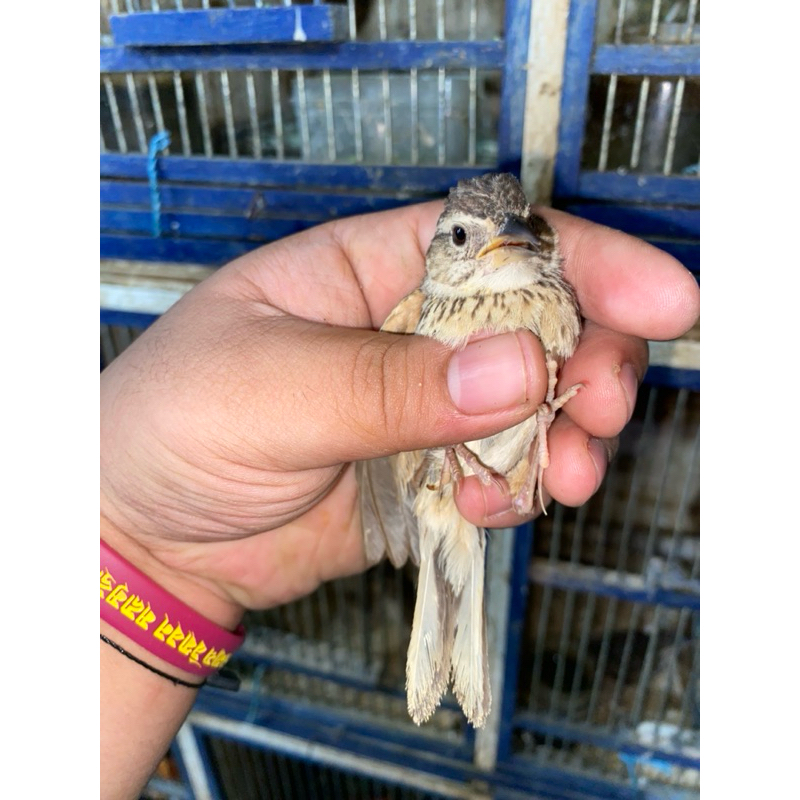 branjangan NTB jantan/betina