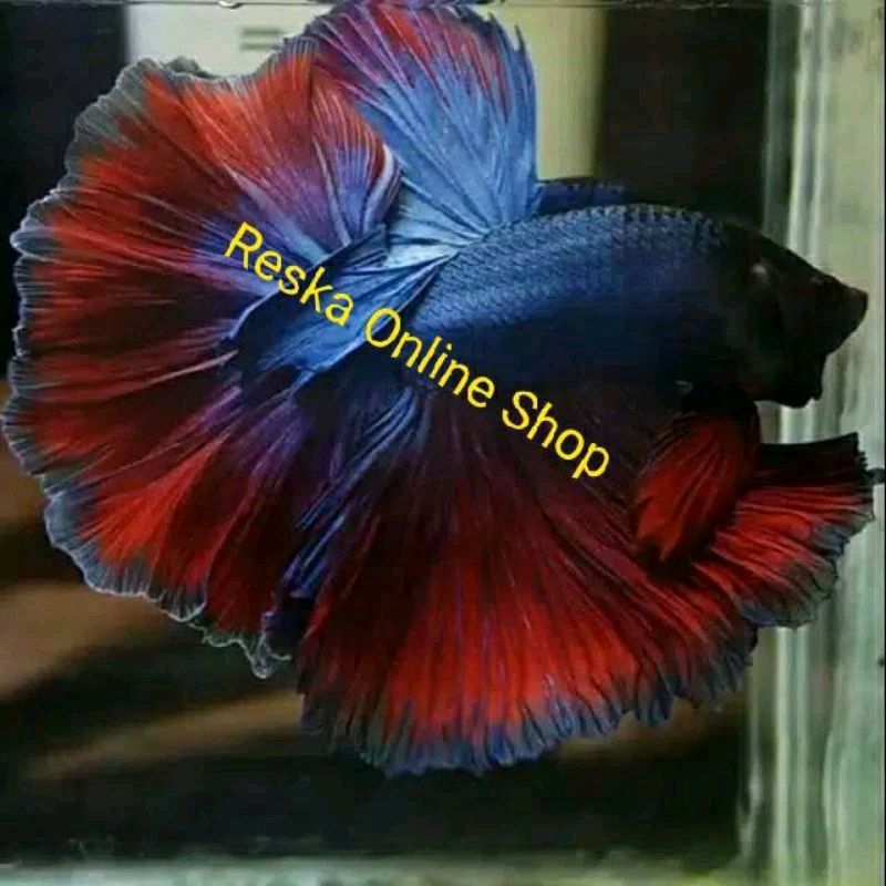 Ikan Cupang Halfmoon Rosetail Kombinasi Red Blue Top Grade