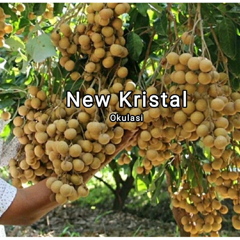 Kelengkeng New Kristal Okulasi Unggul