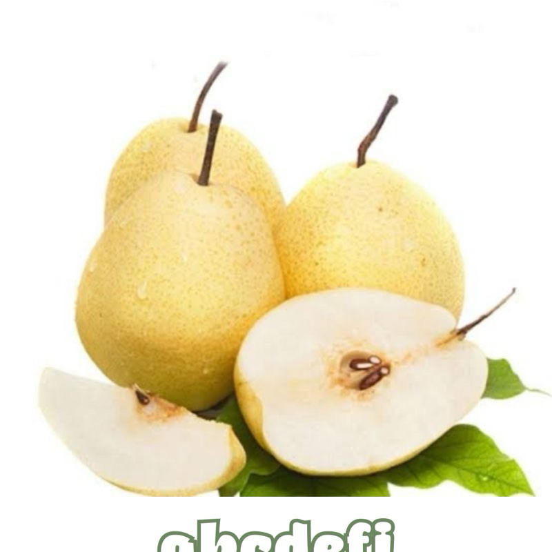 Bibit Pear / Pir Kuning Asia Cangkok Sudah Berbuah