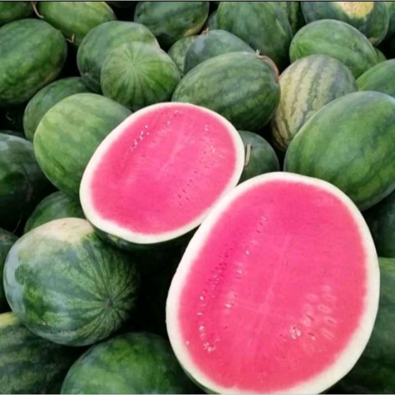 3 biji benih bibit Semangka Merah bulat tanpa biji