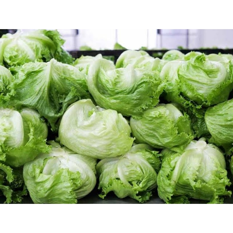 

lettuece/1kg