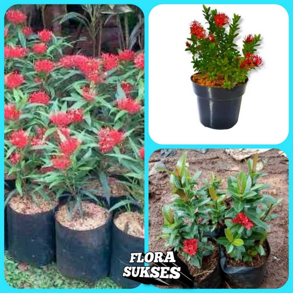 Bunga Asoka India Tanaman Hias Bunga Soka India