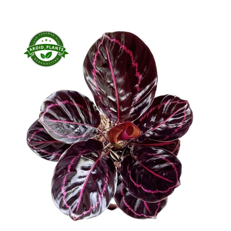 Tanaman Hias Calathea Black Lipstick - Calathea Black Lipstick