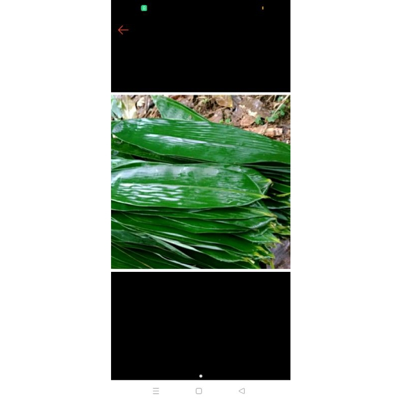 

daun bambu segar dan kering