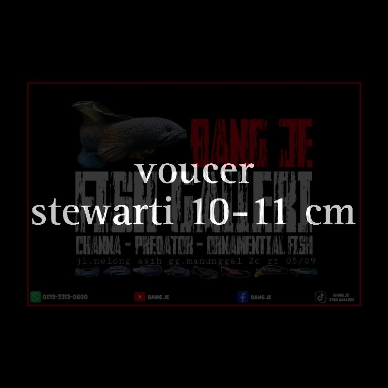 voucer pembelian stewarti 10-11 cm