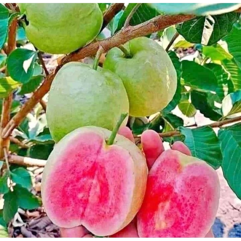 Bibit jambu kristal tanpa BIJI