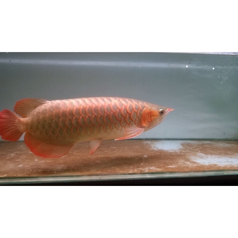 arwana super red