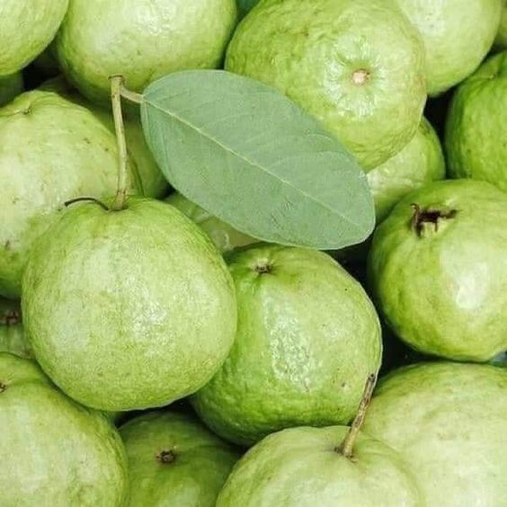 

Jambu Segar 1Kg