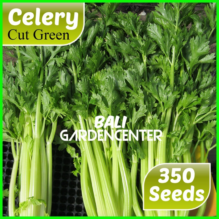 Isi 350 Benih Biji Seledri Celery Cut Green - Leaf Cutting Import