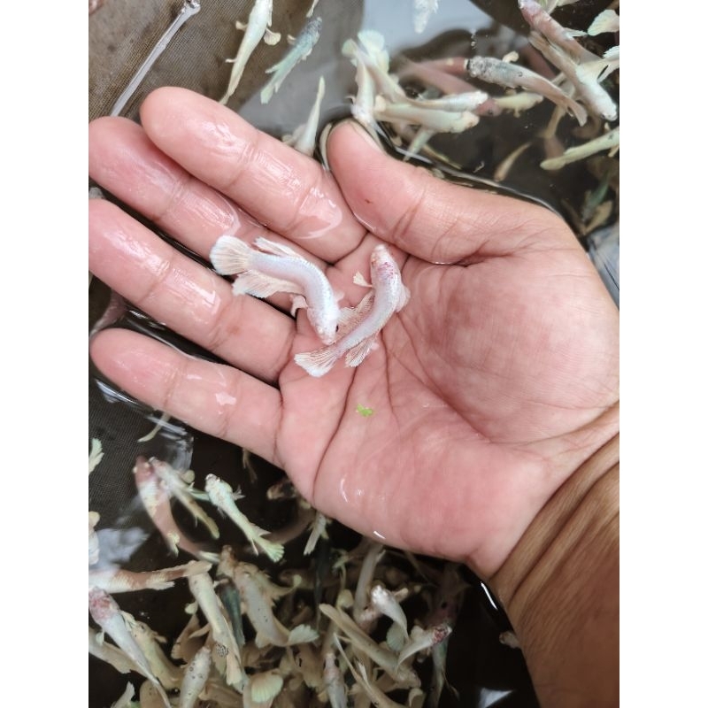 besgel/bester cupang