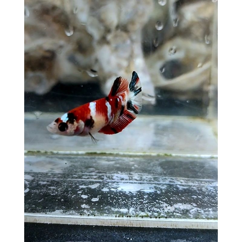 cupang red koi copper gold fimalle
