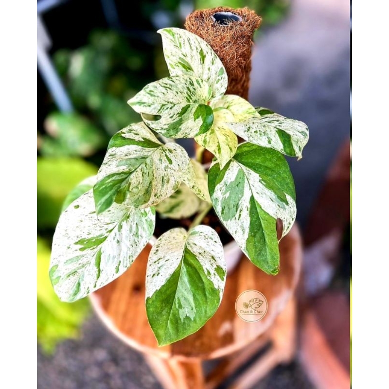 Epipremnum Pinnatum Marble Variegata Tanaman Hias Epipremnum Pinnatum Marble Variegata Murah Tanaman