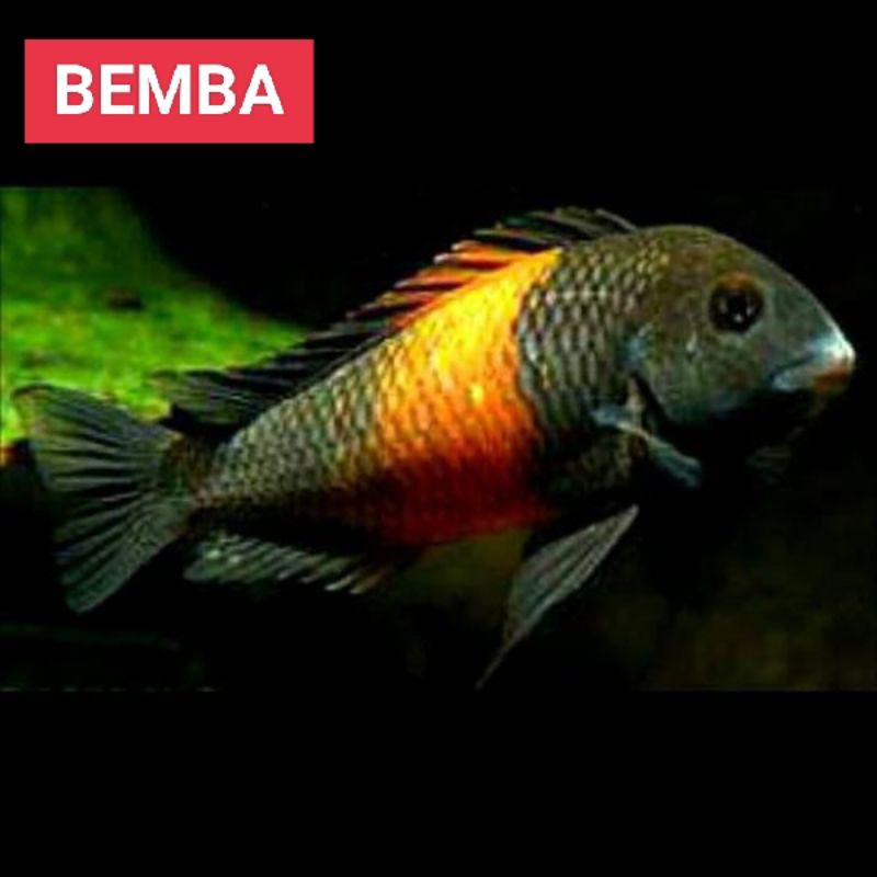 tropheus bemba cichlid