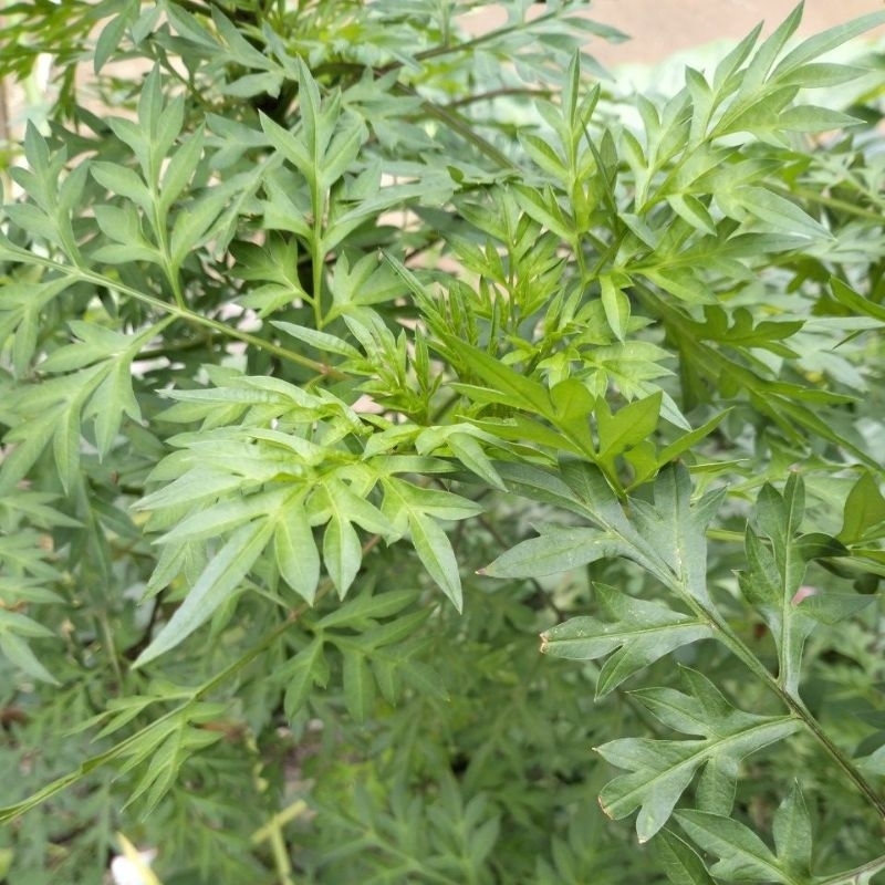 

Daun Kenikir Atau Kanikir 100 Gram Segar Dadakan