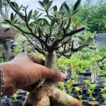 ADENIUM CABSER / CABANG SERIBU JUMBO