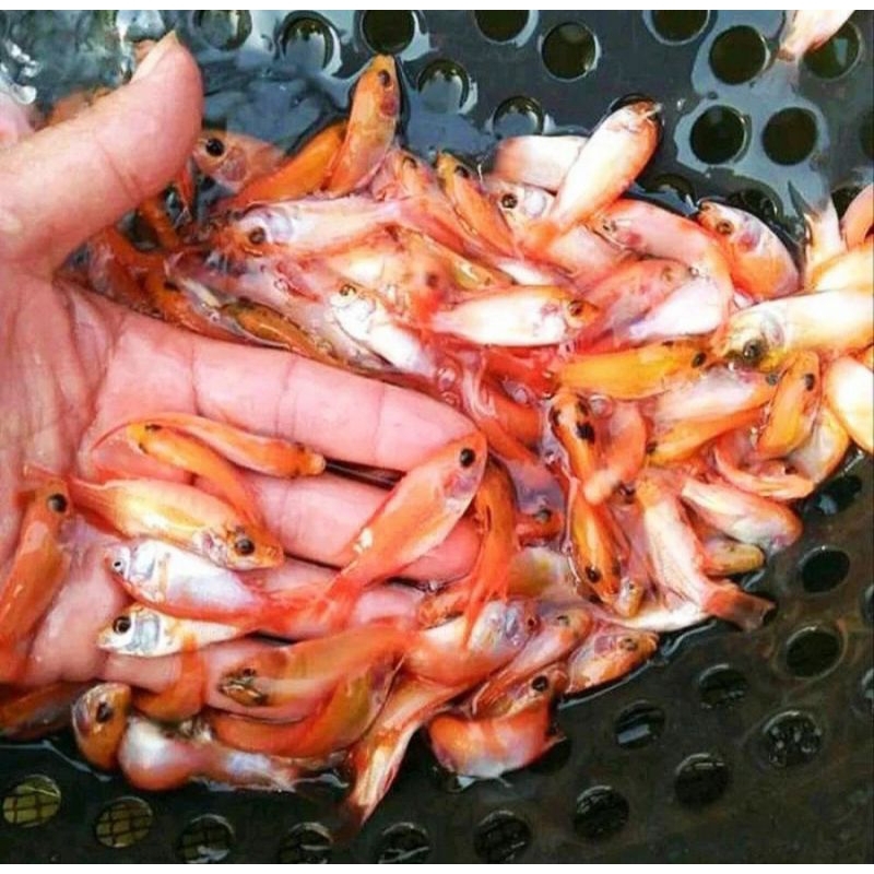 Bibit Benih Ikan Nila Merah 1 Liter